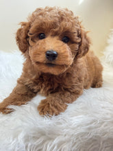 Cargar imagen en el visor de la galería, Tala Female Mini Poodle