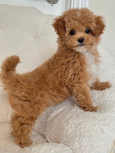 Load image into Gallery viewer, Amelie Female Toy Poodle