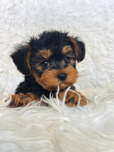 Pumpkin Male Toy Morkie