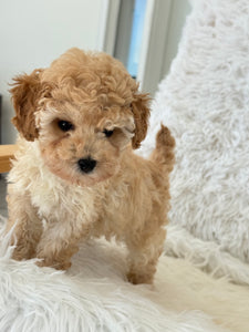 Layla Female Toy Poodle (Discounted)