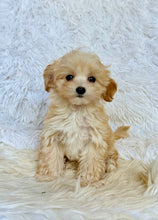 Load image into Gallery viewer, Gus Male Toy Maltipoo