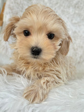 Load image into Gallery viewer, Niseko Female Toy Maltipoo