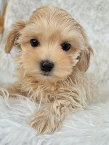 Niseko Female Toy Maltipoo