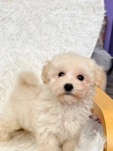 Load image into Gallery viewer, Harry Male Toy Maltipoo