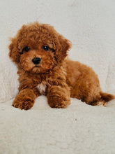 Load image into Gallery viewer, Rouge Female Toy/Mini Poodle