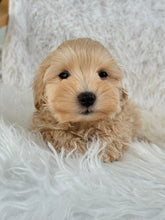 Load image into Gallery viewer, Nozawa Male Toy Maltipoo