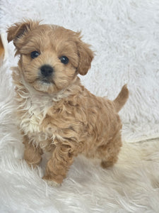 Tohoku Male Tiny Toy Maltipoo