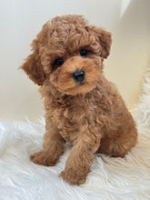 Load image into Gallery viewer, Maui Male Mini Poodle
