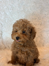 Load image into Gallery viewer, Ada Female Toy/Mini Poodle