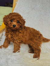 Load image into Gallery viewer, Gina Female Mini Poodle