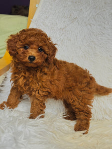 Gina Female Mini Poodle