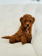 Load image into Gallery viewer, Loki Male Toy/Mini Poodle