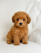 Cargar imagen en el visor de la galería, Riri Female Mini Poodle