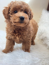 Cargar imagen en el visor de la galería, Tala Female Mini Poodle
