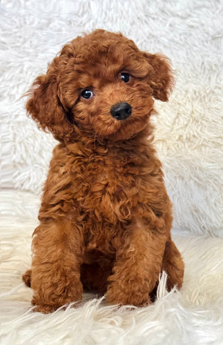 Teddy Male Mini Poodle