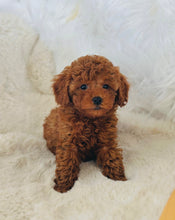 Load image into Gallery viewer, Charlie Male Mini Poodle