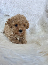 Load image into Gallery viewer, Goofy Male Toy Poodle