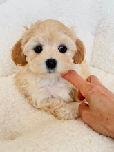 Load image into Gallery viewer, Priscilla Female Toy Maltipoo