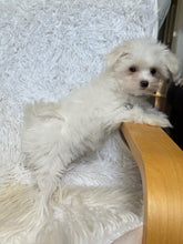 Load image into Gallery viewer, Fiona Female Tiny Toy Maltese