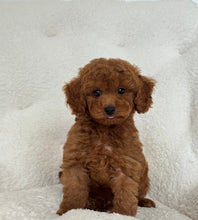 Cargar imagen en el visor de la galería, Peter Male Toy/Mini Poodle