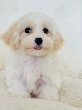 Charger l'image dans la galerie, William Male Toy Maltipoo