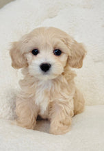 Load image into Gallery viewer, Elsa Female Toy Maltipoo