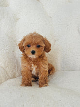 Load image into Gallery viewer, Pixie Female Toy/Mini Maltipoo
