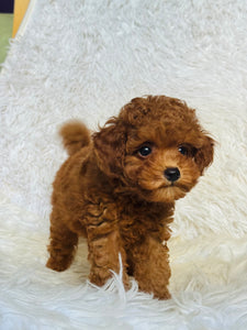 Kobe Male Toy Poodle