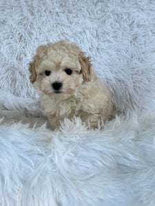 Mia Female Toy Maltipoo