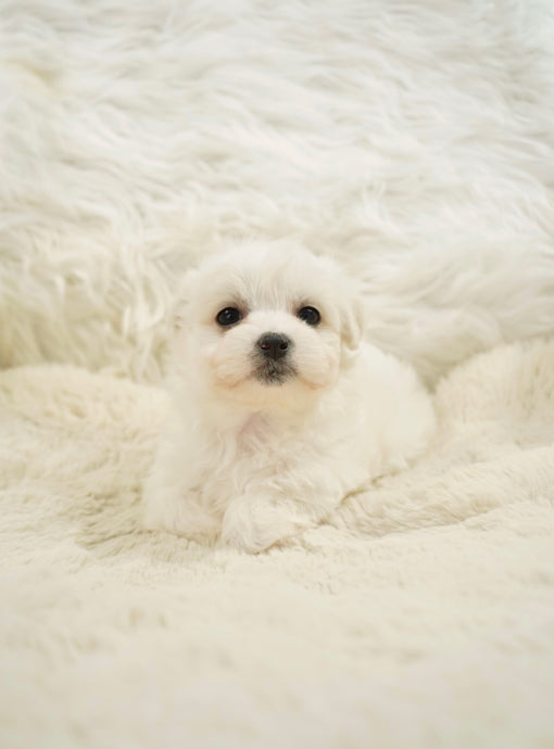 Mirai Female Toy Maltese