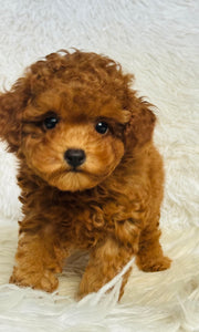 Kobe Male Toy Poodle