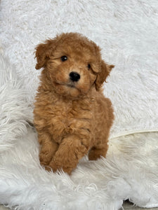 Kenzo Male Toy/Mini Poodle