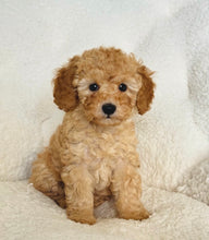 Cargar imagen en el visor de la galería, George Male Toy Poodle