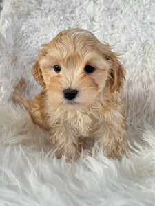 Nagano Male Toy Maltipoo