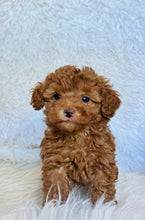 Load image into Gallery viewer, Max Male Mini Poodle