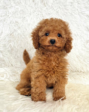 Load image into Gallery viewer, Penelope Female Toy Poodle