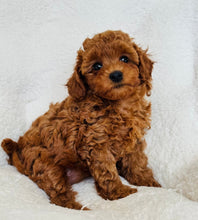 Charger l'image dans la galerie, Fern Female Toy/Mini Poodle