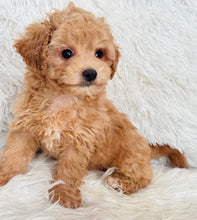 Load image into Gallery viewer, Will Male Toy Maltipoo