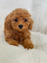 Load image into Gallery viewer, Brioche Female Toy/Mini Poodle