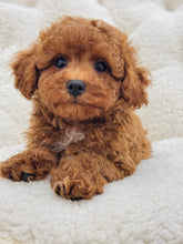 Charger l&#39;image dans la galerie, Bailee Female Toy/Mini Poodle