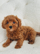 Load image into Gallery viewer, Winnie Female Toy/Mini Poodle