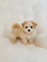 Load image into Gallery viewer, Ella Female Toy Maltipoo