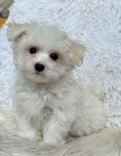 Load image into Gallery viewer, Frankie Male Tiny Toy Maltese