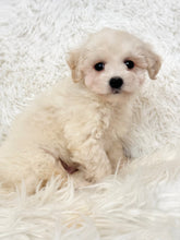 Load image into Gallery viewer, Bentley Male Toy Maltipoo