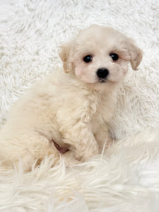 Bentley Male Toy Maltipoo