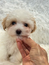 Load image into Gallery viewer, Summer Female Tiny Toy Maltipoo