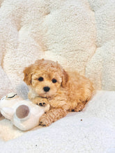 Charger l'image dans la galerie, Cheer Female Toy/Mini Poodle