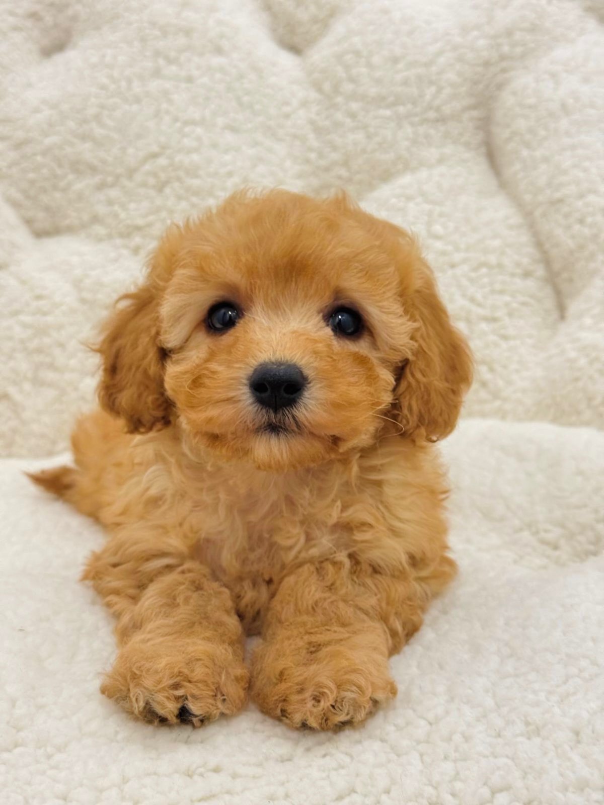 Belly Female Toy/Mini Poodle