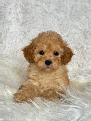 Lucas Male Toy Poodle