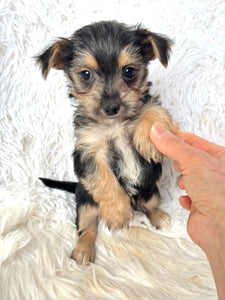 Scooter Male Toy Morkie